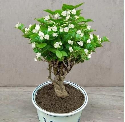 Double Jasmine Seeds (Pack of 2)