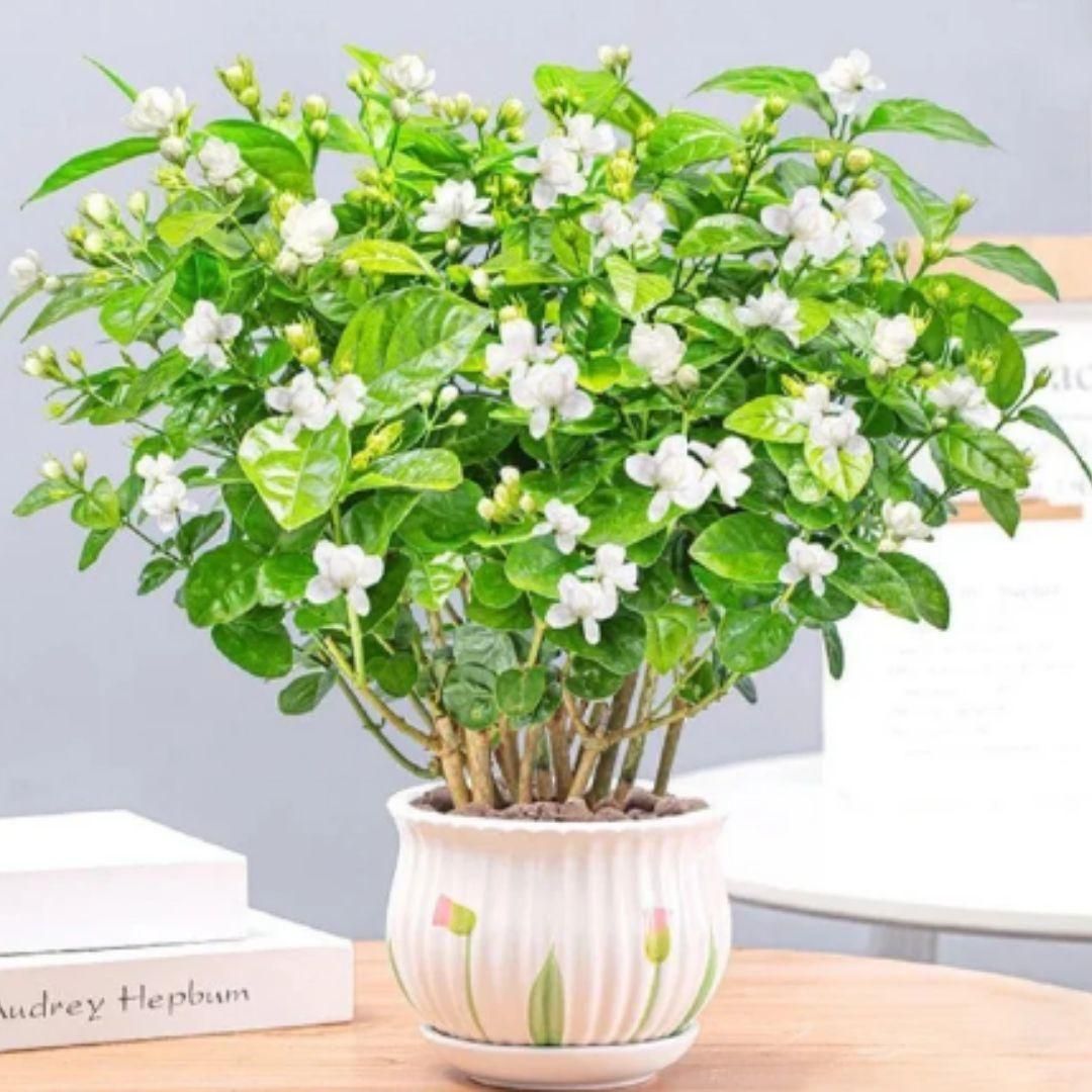 Double Jasmine Seeds (Pack of 2)