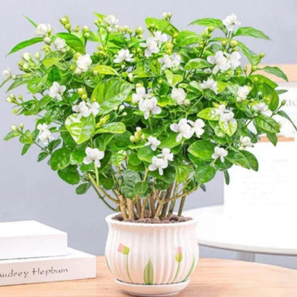 Double Jasmine Seeds (Pack of 2)